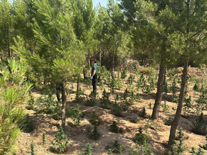 Plantación marihuana paraje natural (5)