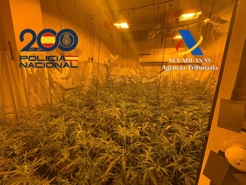 Plantaciones de marihuana de la organización criminal