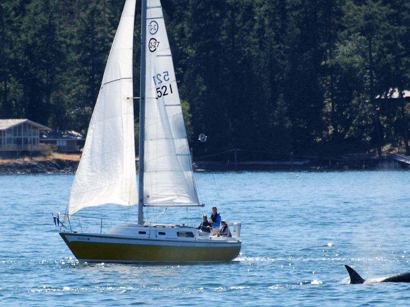 Una orca cerca de un velero