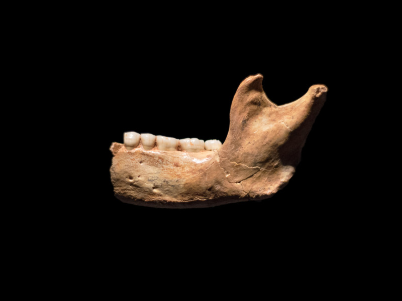 Fósil humano prehistórico, mandíbula de Homo antecessor sobre fondo negro aislado, fósil de 850.000 años de antigüedad.
