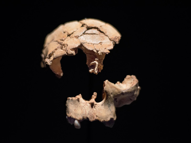 Fósil humano