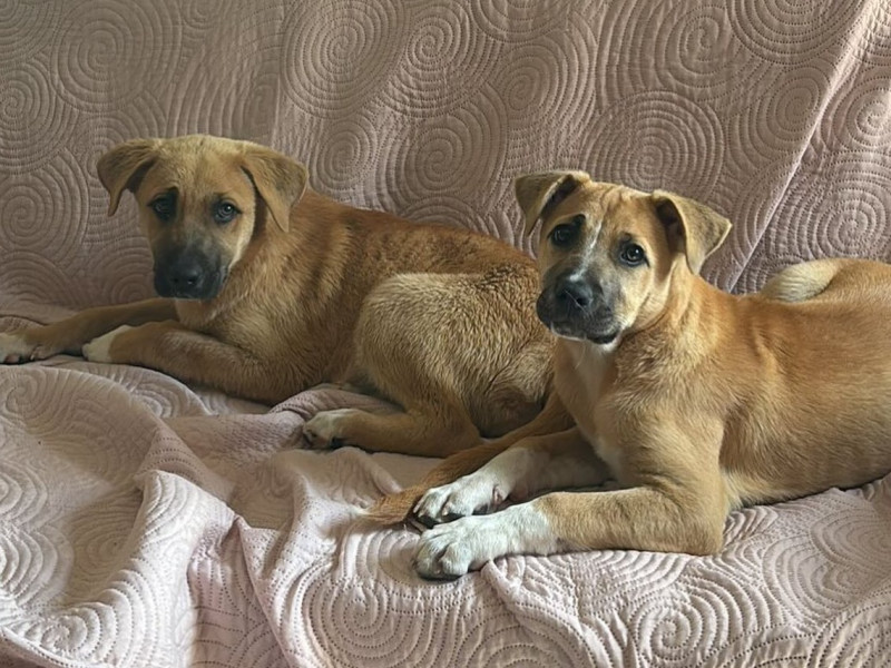Perros abandonados