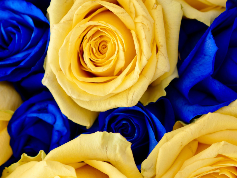 Flores de los colores que nuestras macotas pueden apreciar