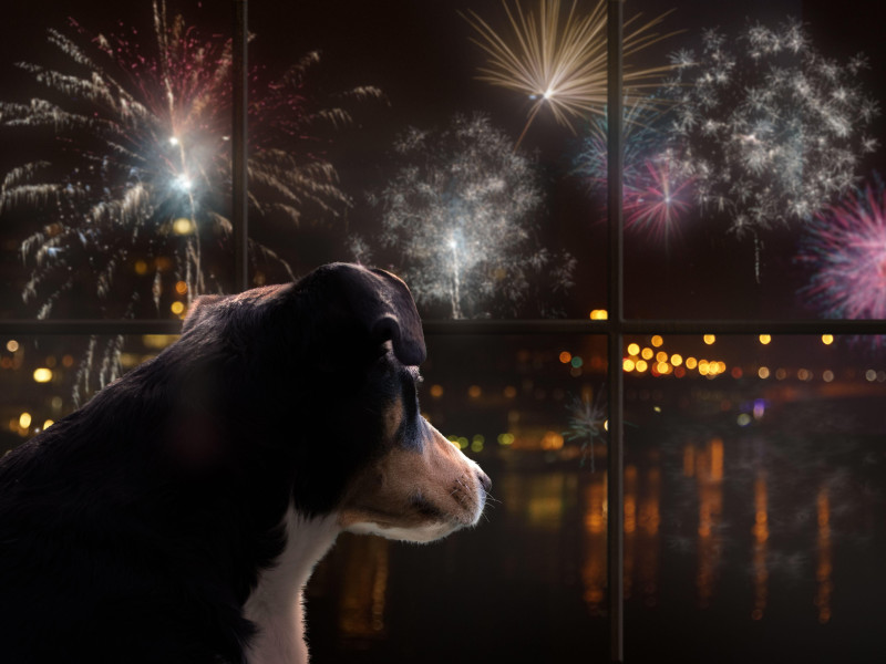 Un perro asustado viendo los fuegos artificiales
