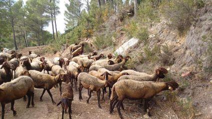 Ovejas bomberas: el pastoreo que ayuda a prevenir incendios forestales en Extremadura