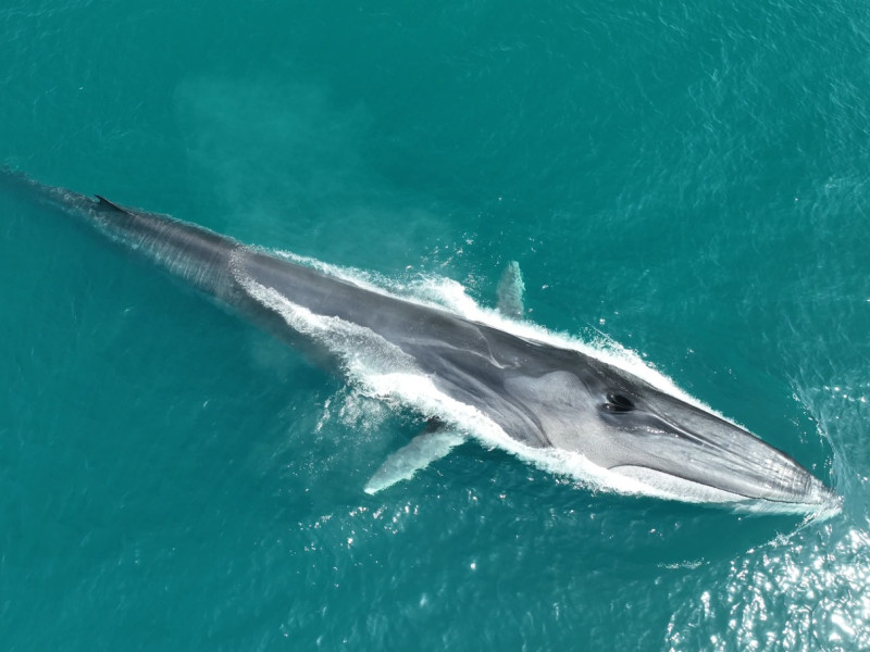 Imagen desde el aire de una de las ballenas identificadas