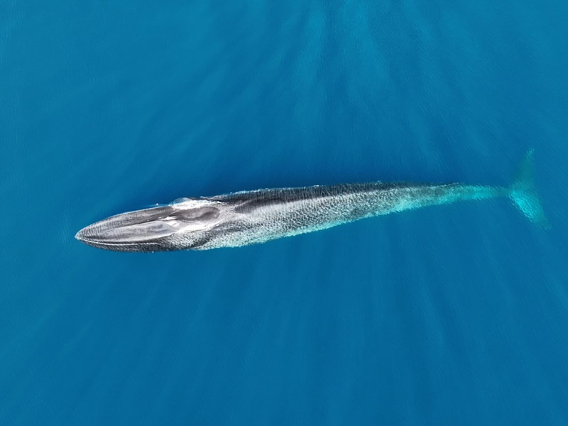 Imagen desde el aire de una de las ballenas identificadas