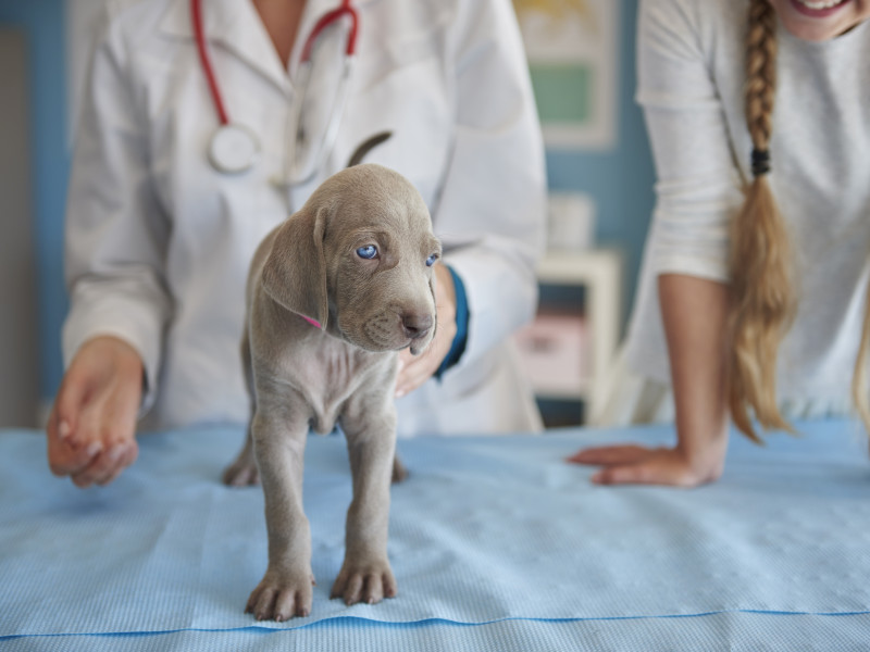 Un cachorro en la consulta del veterinario para que le implanten el microchip
