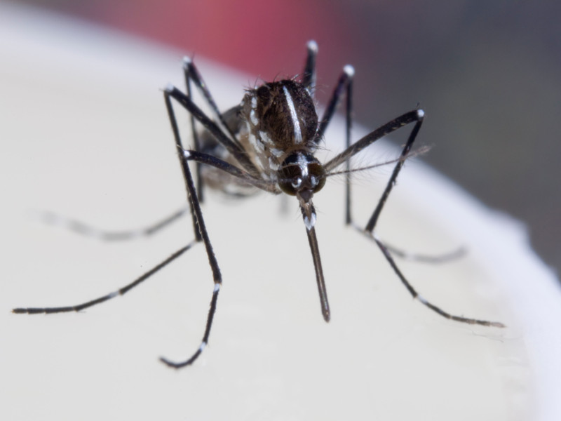 Hembra recién nacida de mosquito tigre asiático (Aedes albopictus) descansando en la superficie del agua después de emerger de la pupa.