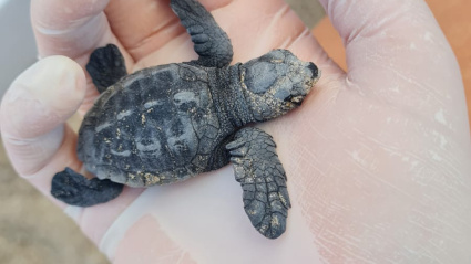 Una de las tortugas encontradas en la playa de Almassora