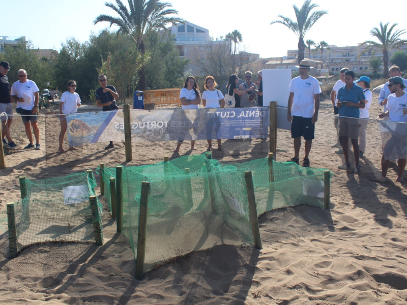 El primer niu de la tortuga Diana està a punt de donar vida a les primeres cries