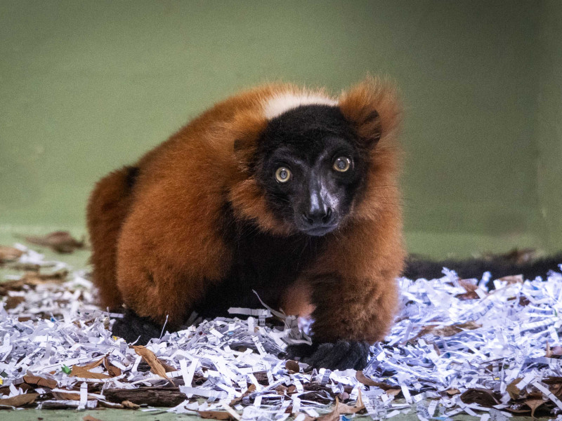 Lémur de collar rojo, especie en peligro crítico de extinción