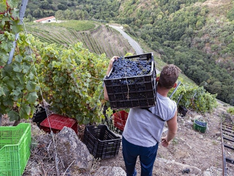 Los viticultores de la Ribeira Sacra tienen que salvar grandes pendientes, para la cual emplean en algunas fincas un sistema de raíles