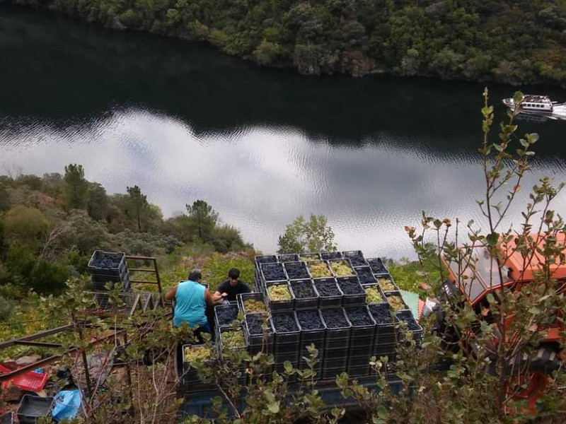 El presidente del consejo regulador Ribeira Sacra opina que la utilización de drones puede facilitar el trabajo de los viticultores durante la vendimia