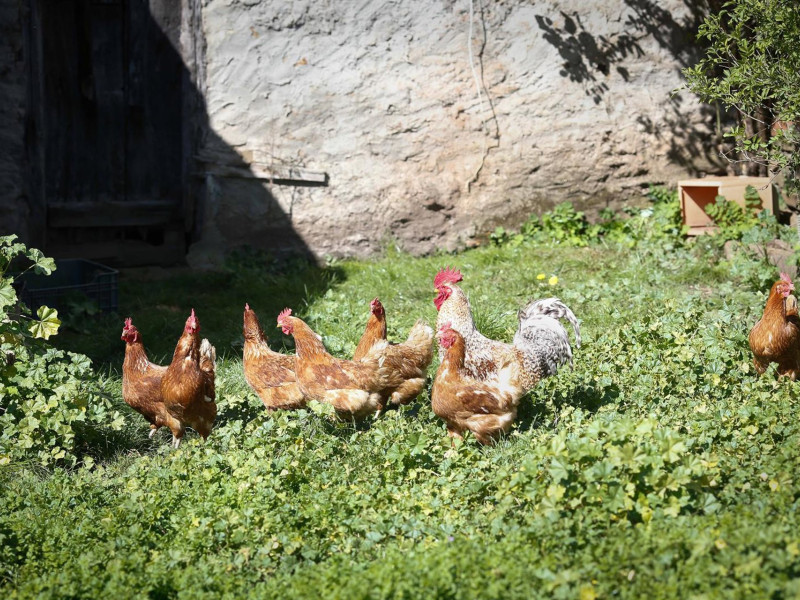 Varias gallinas y un gallo en un corral