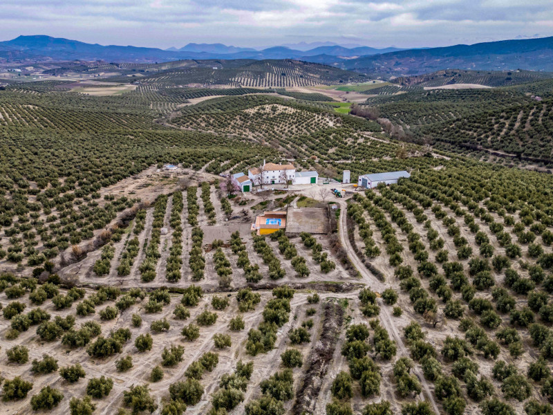 Vista aérea de olivares cerca de Alcalá la Real, provincia de Jaén.