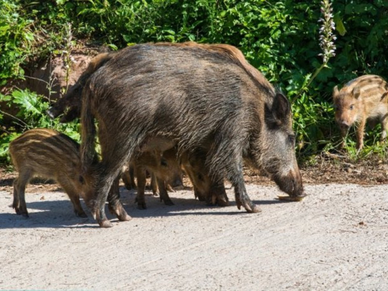 Presencia de jabalíes en el entorno urbano