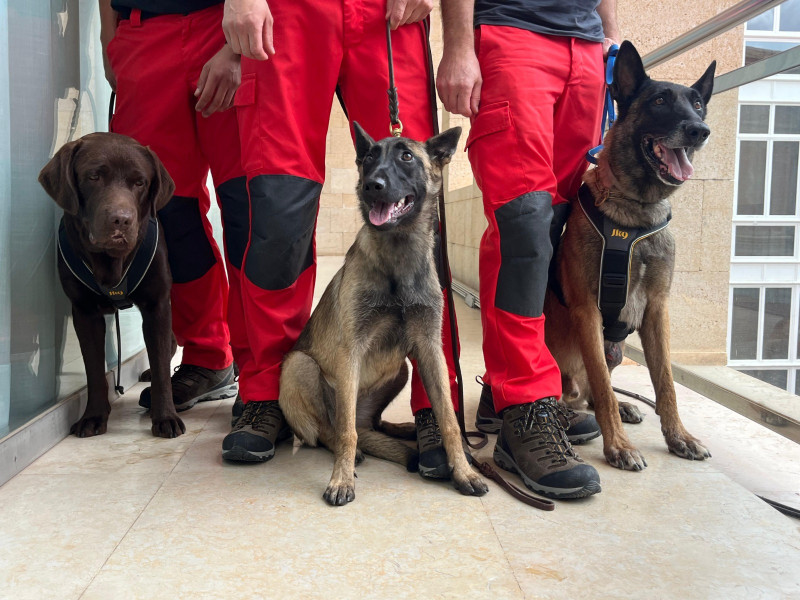 Los tres protagonistas caninos