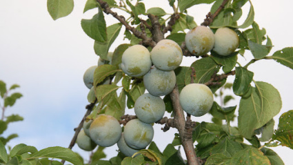 Las Fiestas de la Ciruela en Nalda celebran una previsión positiva para 2025: Consulta la fecha y la programación