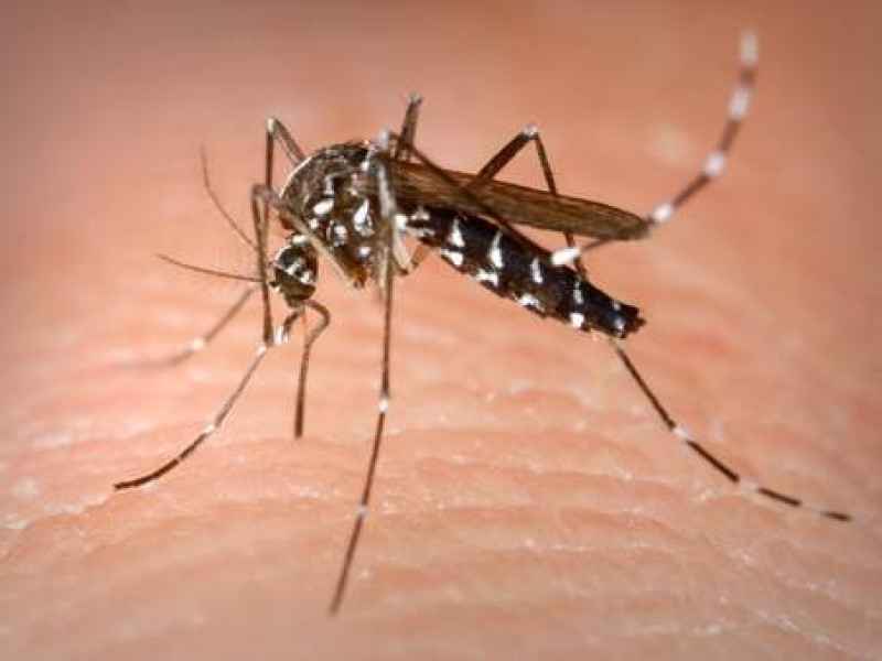 Imagen de un mosquito tigre