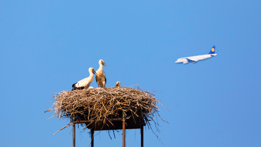 Un nido de cigüeñas con un avión de fondo