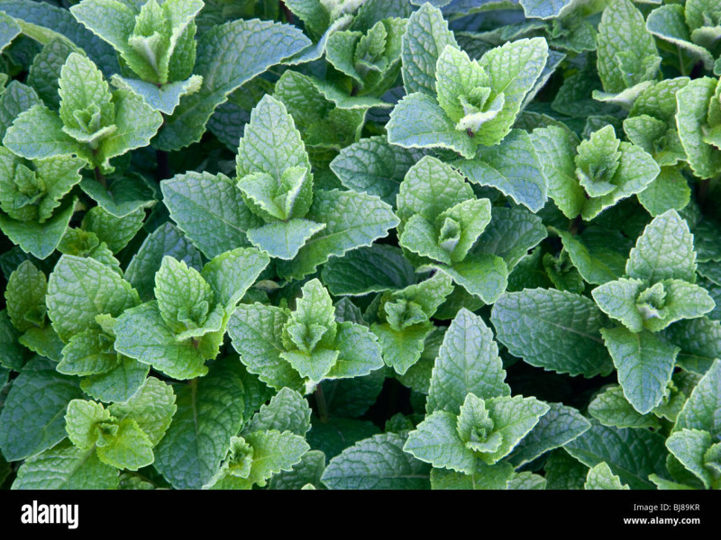 Menta