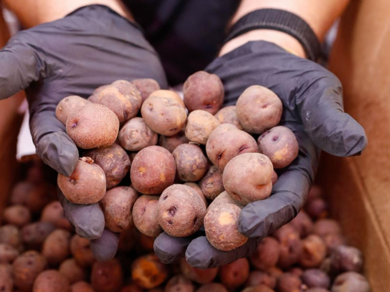Papas