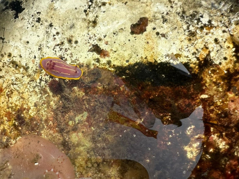 Nudibranquio hallado en el interior de una copa