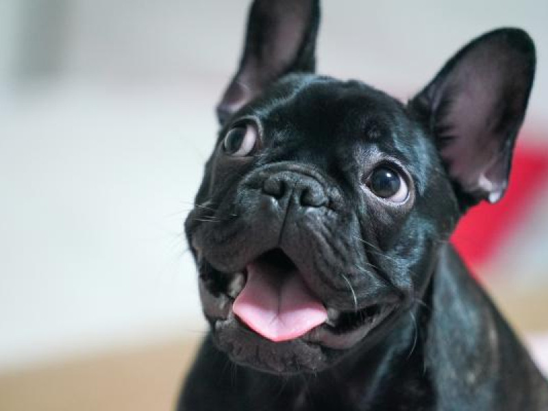 Bulldog francés