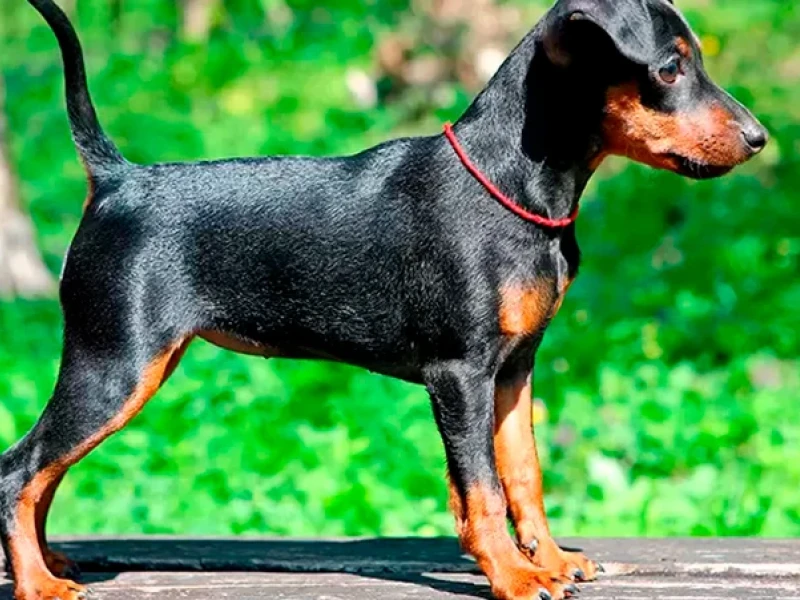 Doberman en la naturaleza