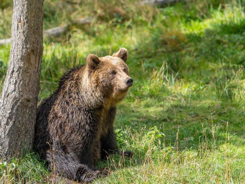 Oso pardo