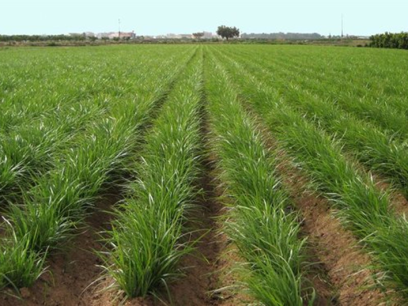Campos de horchata