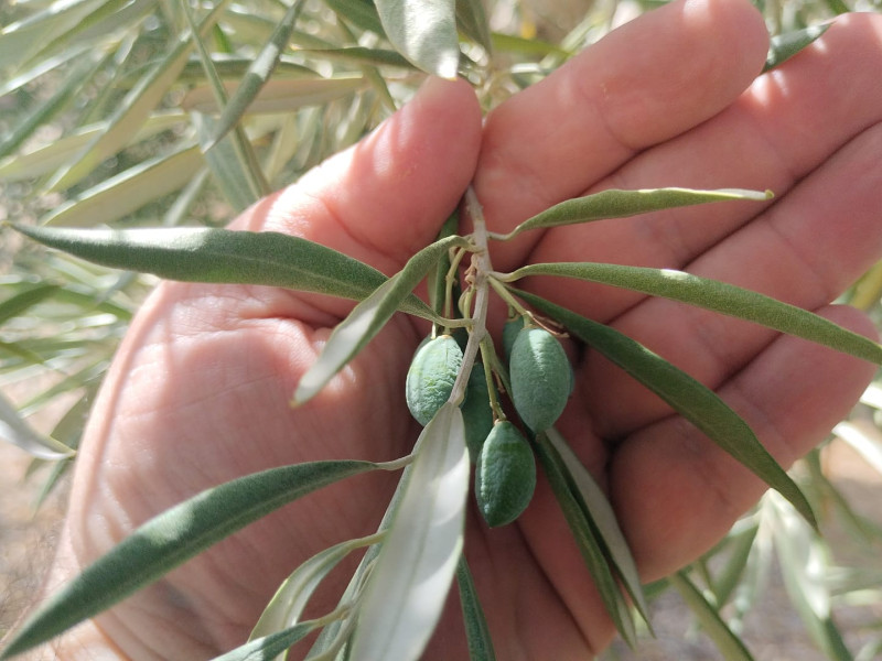 El estrés térmico afecta al fruto