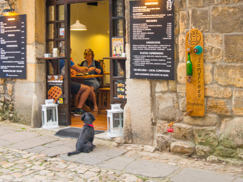 Un perro en un bar