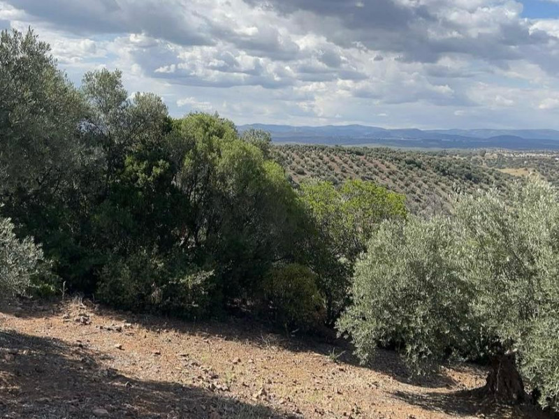Cosecha propia de Aceites Andolucas, en Jaén