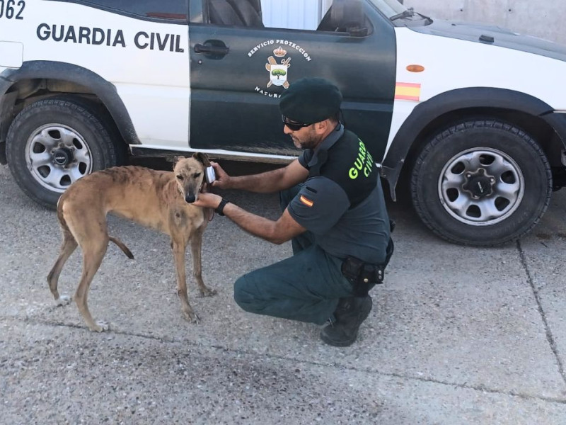 Estado actual del galgo tras los cuidados que ha recibido al ser rescatada