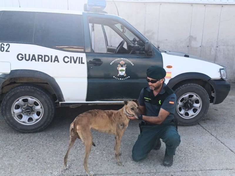 Estado actual del galgo tras los cuidados que ha recibido al ser rescatada