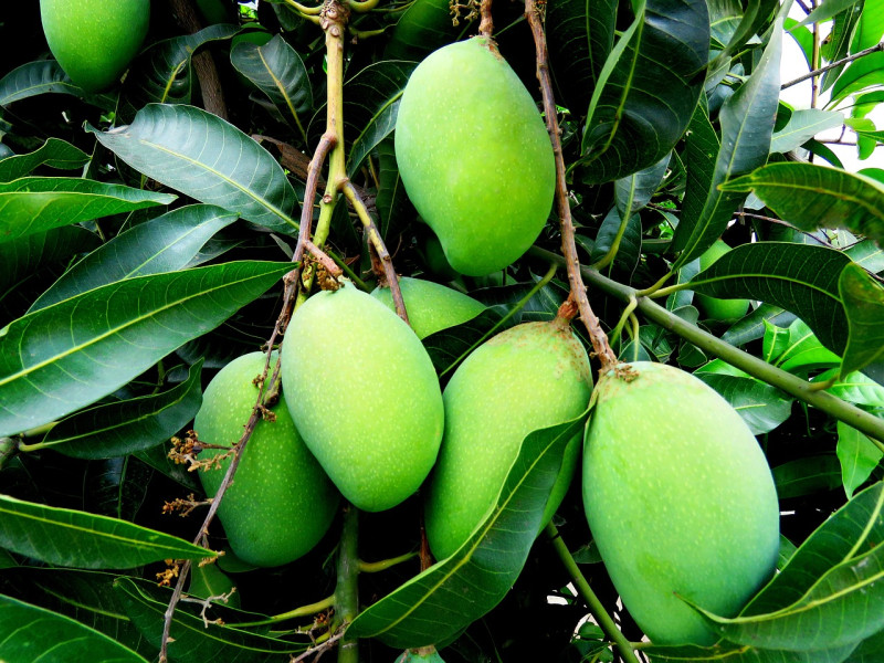 Mangos y aguacates se cultivan en Vélez Málaga