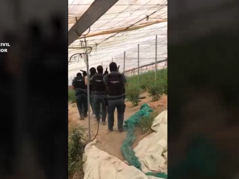 Vemos aquí como la Guardia Civil interviene en un invernadero de marihuana en ítrabo