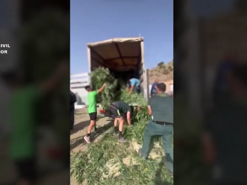 Vemos aquí como la Guardia Civil interviene en un invernadero de marihuana en ítrabo