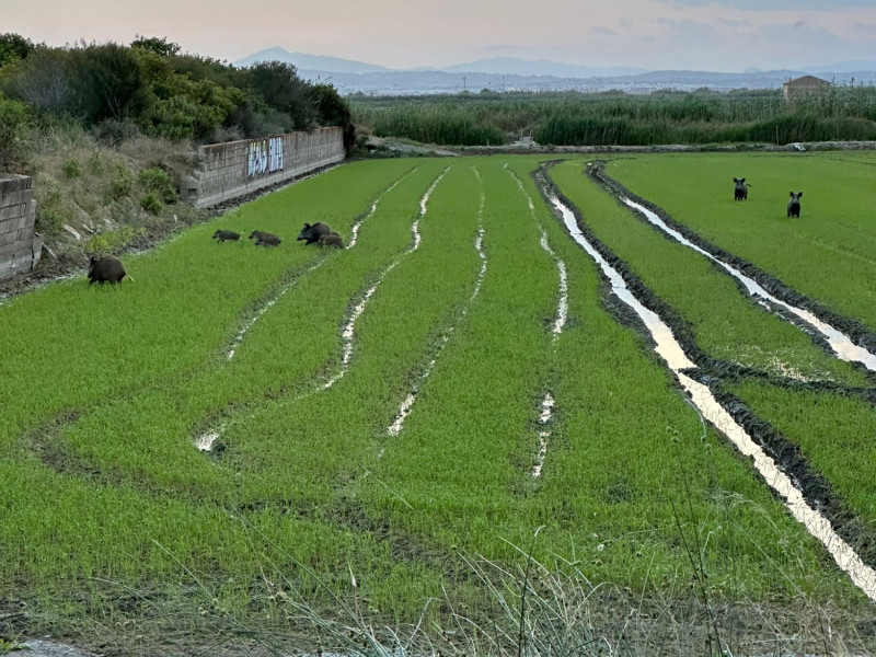Un campo repleto de jabalíes.