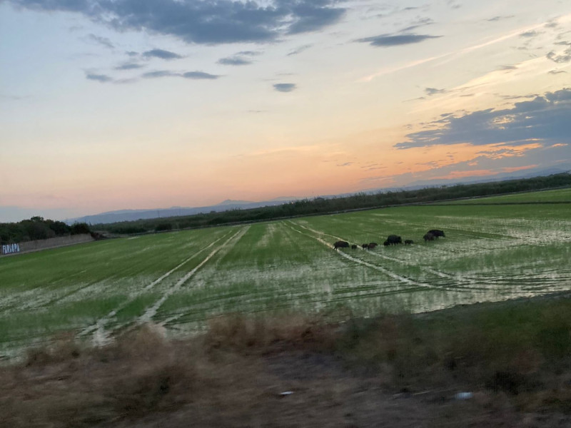Una manada de jabalíes por campos de cultivo.