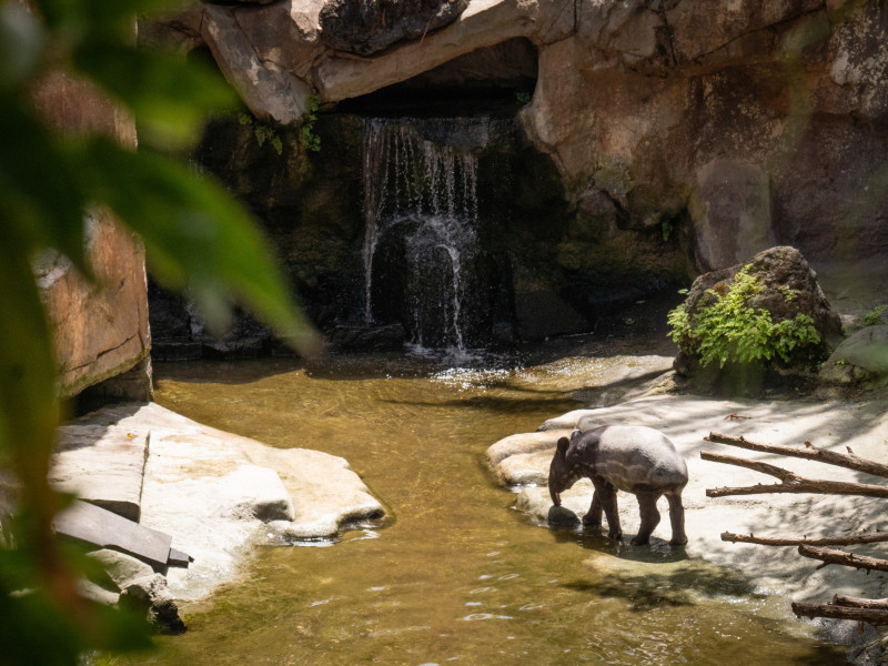 Cría de tapir malayo en BioParc Fuengirola