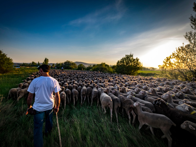 Pastor de ovejas en Soria