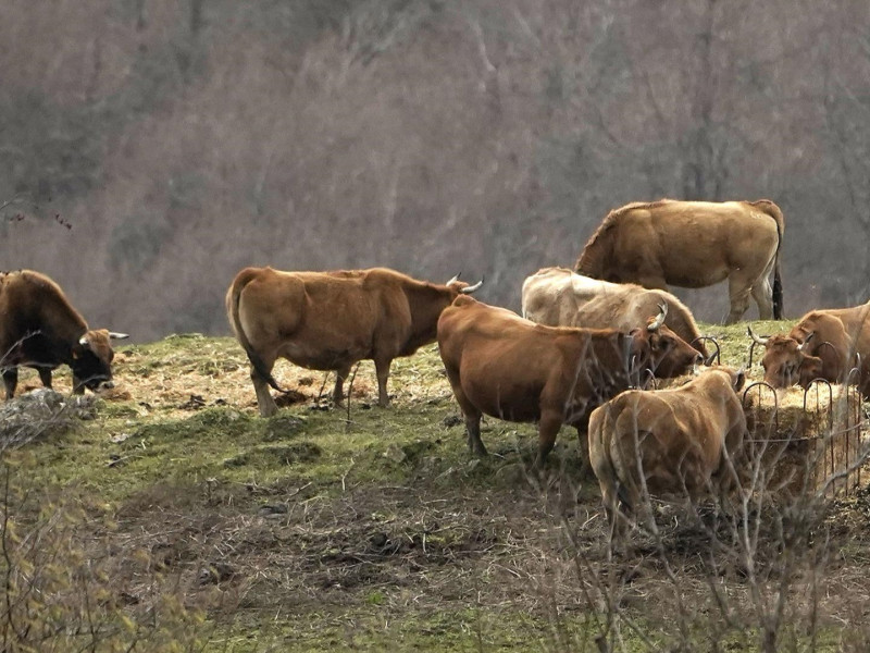 Ganadería en Asturias