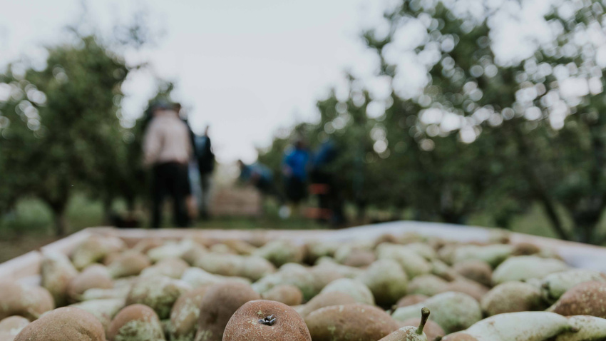 Comienza la recolección de peras DOP Rincón de Soto