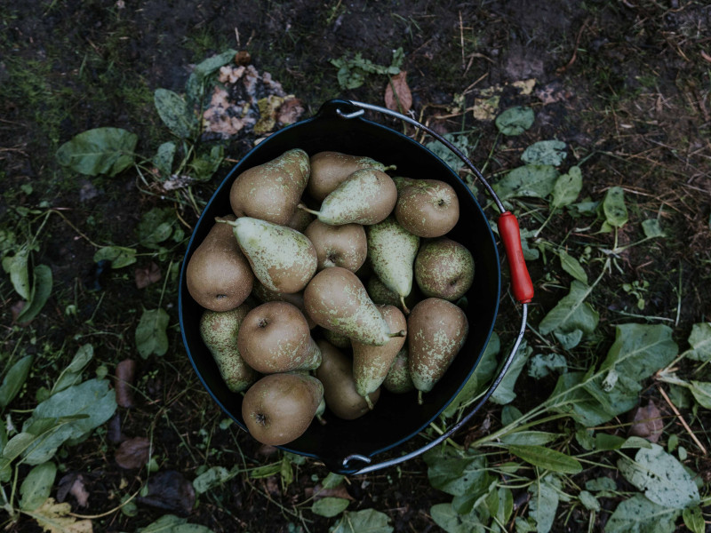 La DOP Peras de Rincón de Soto sigue enfrentándose al fuego bacteriano