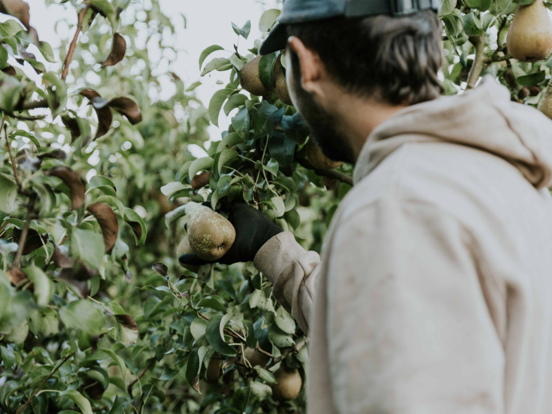 Revisiones constantes en las parcelas para detectar a tiempo el fuego bacteriano