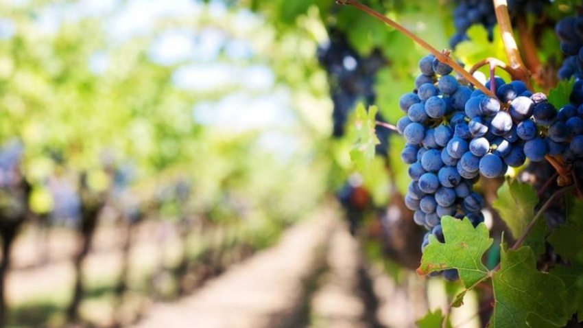 Comienza la vendimia en la DOC Rioja