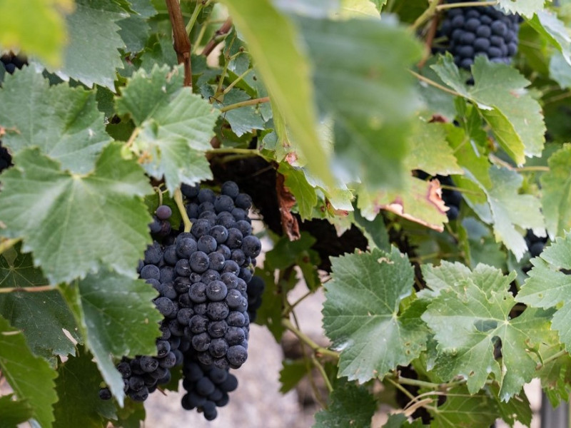 Uvas de la variedad mencía en un viñedo de la Ribeira Sacra